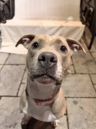 Josie