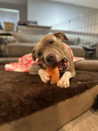 Josie