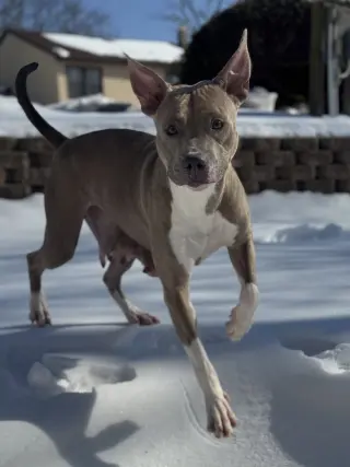 Josie