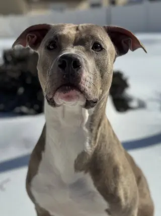 Josie