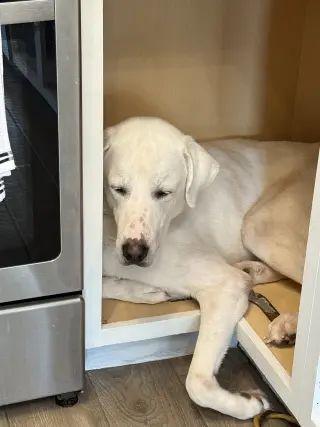 Blanco