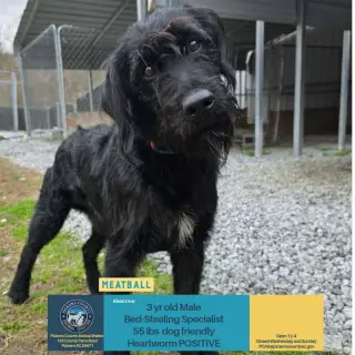 Meatball Mar 26