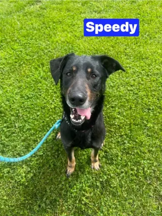 Speedy
