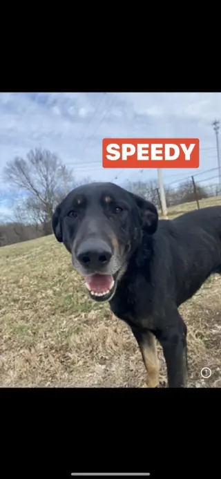 Speedy
