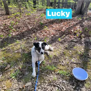 Lucky