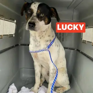 Lucky
