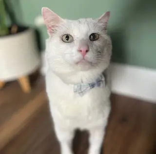 Theodore