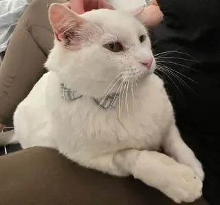 Theodore