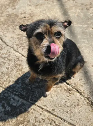 Lolli