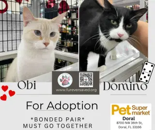 Obi and Domino - ^^Bonded Pair^^