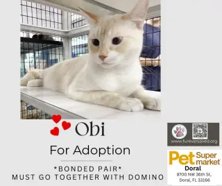 Obi and Domino - ^^Bonded Pair^^