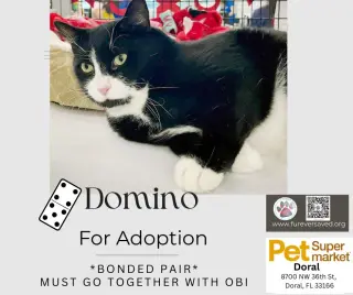 Obi and Domino - ^^Bonded Pair^^