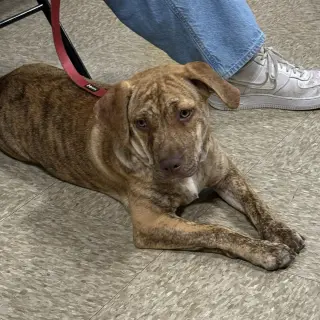 Granny's Pup Christie