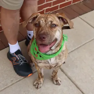 Granny's Pup Christie