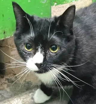 Amaretto
