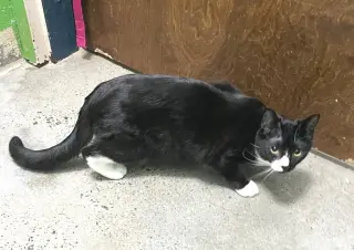 Amaretto