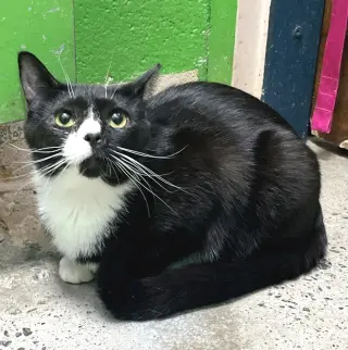 Amaretto