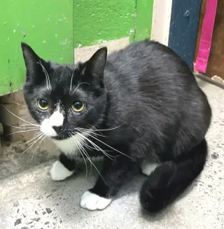 Amaretto