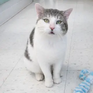 Atlas