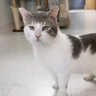 Atlas