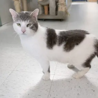 Atlas