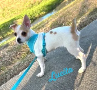 Lucita #sister-of-Bambi