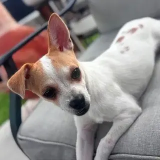 Lucita #sister-of-Bambi