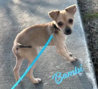 Bambi #brother-of-Lucita