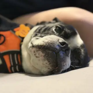 Jack Jack