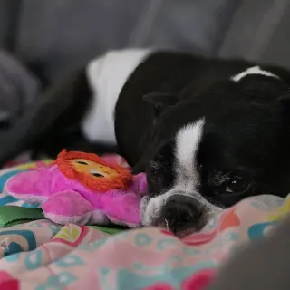 Jack Jack