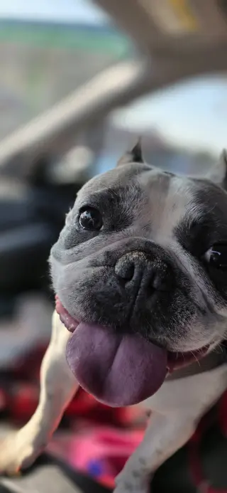 Violet