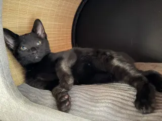 Charlie