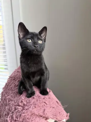 Charlie