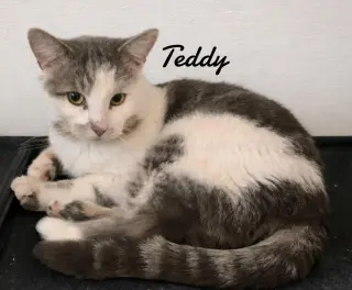 Teddy