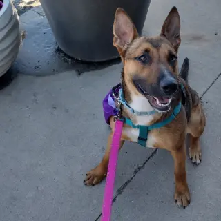 Bebop