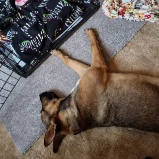 Bebop