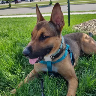Bebop
