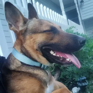 Bebop