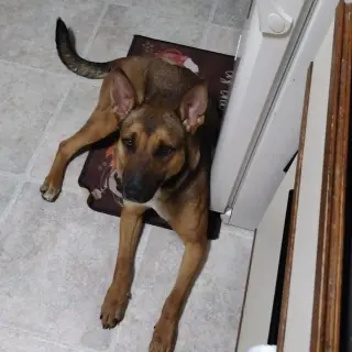 Bebop