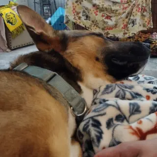 Bebop