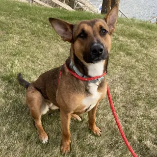 Bebop