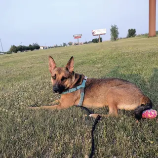 Bebop