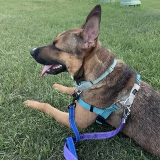 Bebop