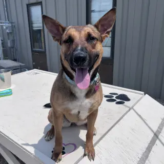 Bebop