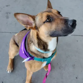 Bebop