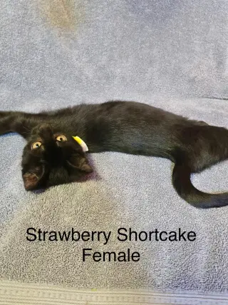 Strawberry Shortcake
