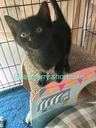 Strawberry Shortcake