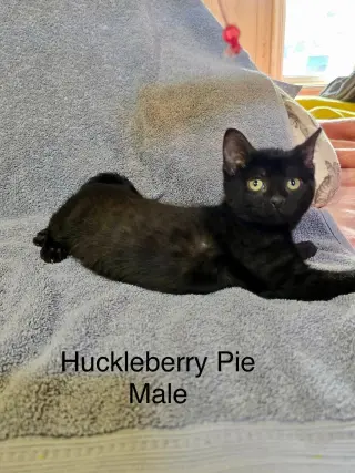 Huckleberry Pie