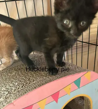 Huckleberry Pie