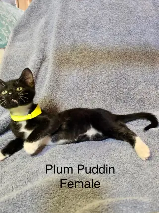 Plum Pudding